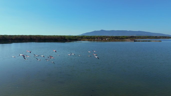 一群火烈鸟在泻湖草原的浅水区上空飞行。粉红鸟自然纪录片。火烈鸟空中无人机慢动作。