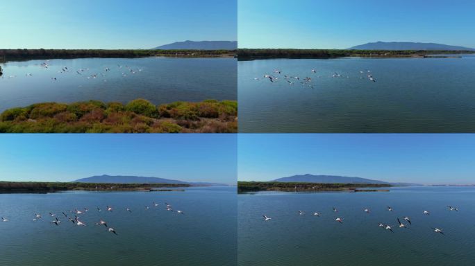 一群火烈鸟在泻湖草原的浅水区上空飞行。粉红鸟自然纪录片。火烈鸟空中无人机慢动作。