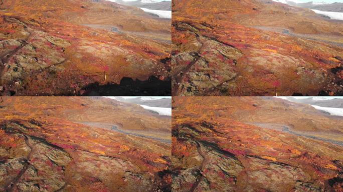冰岛Mulagljufur峡谷岩石斜坡上红色的秋天石南。