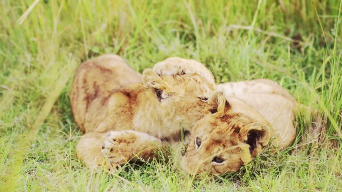 慢动作的狮子幼崽在非洲玩耍，可爱可爱的小野生动物，狮子在肯尼亚马赛马拉的非洲野生动物园的草地上打架