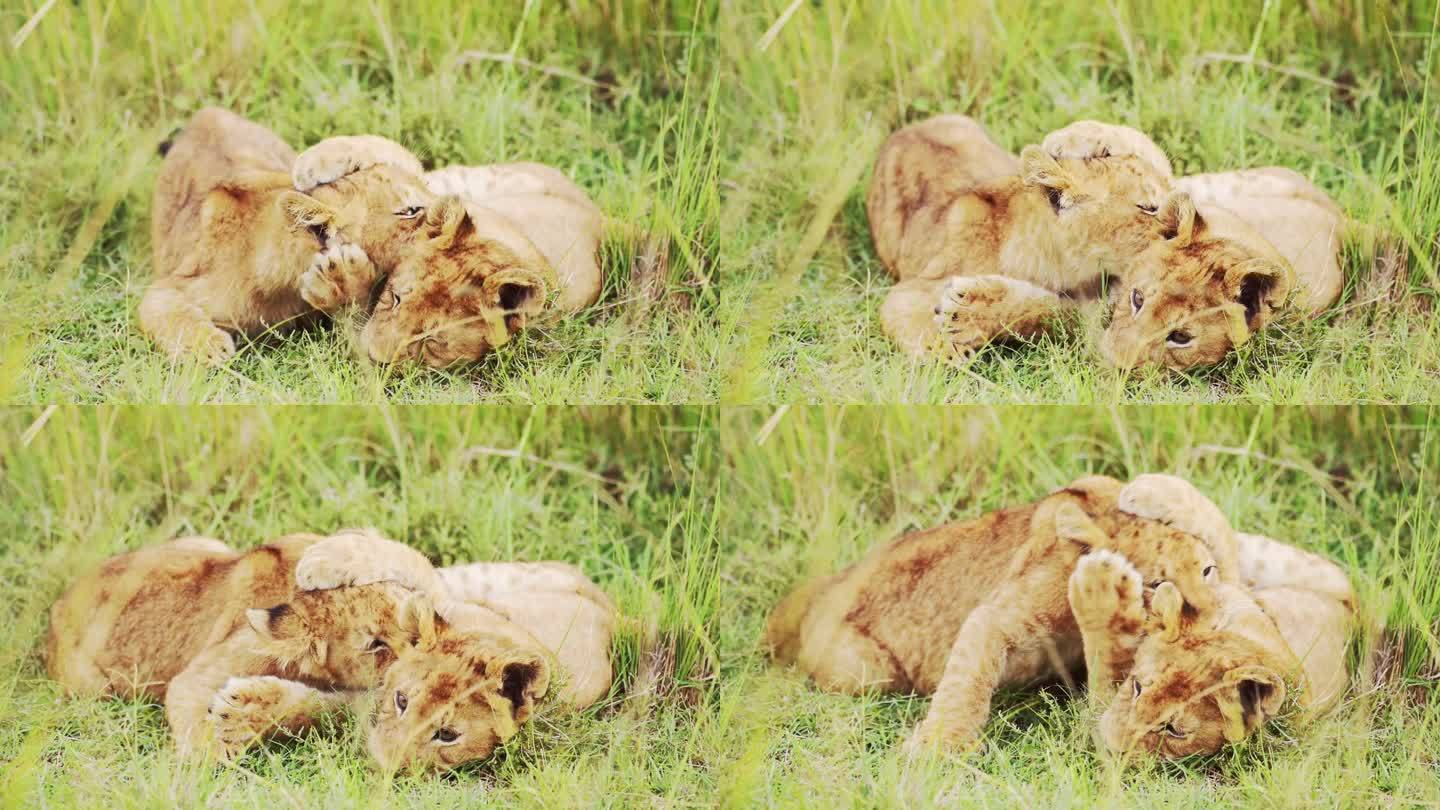 慢动作的狮子幼崽在非洲玩耍，可爱可爱的小野生动物，狮子在肯尼亚马赛马拉的非洲野生动物园的草地上打架