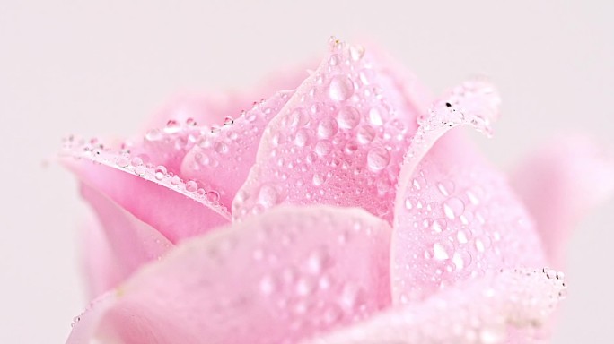 有水珠的粉色玫瑰花