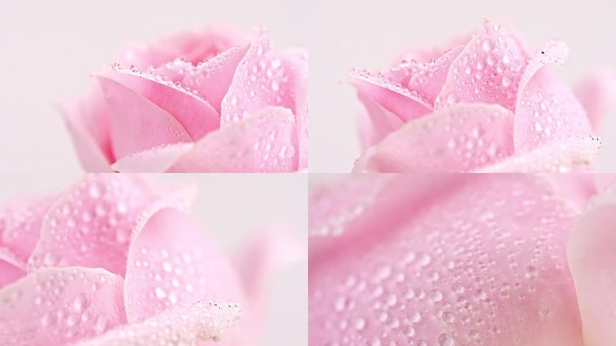 有水珠的粉色玫瑰花
