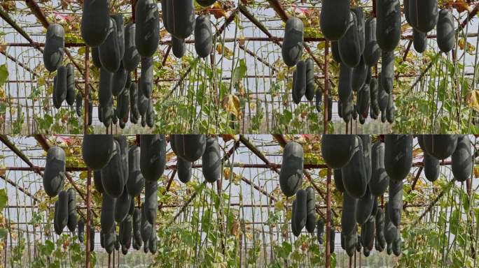 4K实拍羊城广州阳光下瓜棚里挂满了大冬瓜