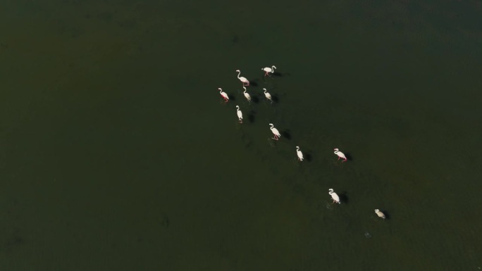 一群火烈鸟走过浅水湖大草原。粉红鸟自然纪录片。火烈鸟群空中飞行的无人机慢动作。