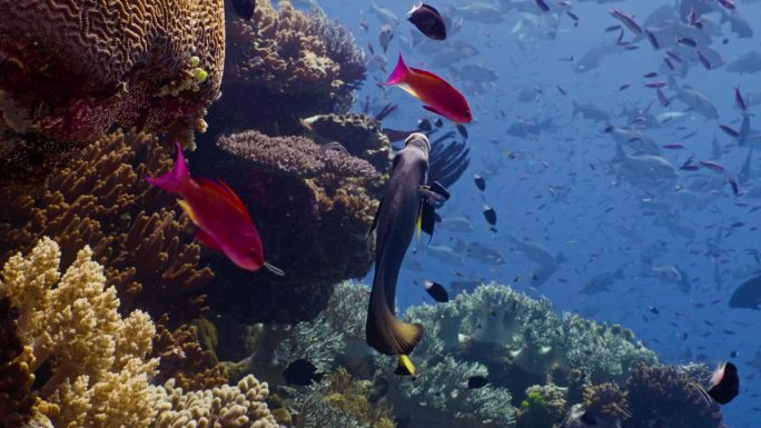 一只长鳍蝙蝠鱼和刺尾鱼在大堡礁五颜六色的珊瑚中游泳