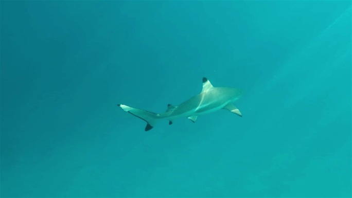 黑鳍礁鲨游过深蓝色的海洋，耀眼的光线透过