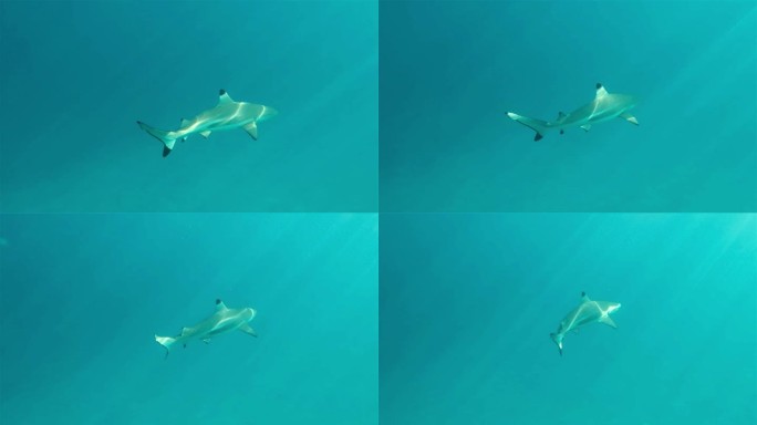 黑鳍礁鲨游过深蓝色的海洋，耀眼的光线透过