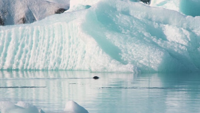 海豹沿着冰山在海里游泳，溅起水花潜入水下。