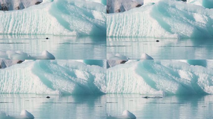 海豹沿着冰山在海里游泳，溅起水花潜入水下。