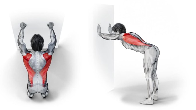 在孤立的白色背景上，肌肉人物做背部肌肉锻炼的3d插图