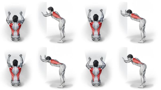 在孤立的白色背景上，肌肉人物做背部肌肉锻炼的3d插图