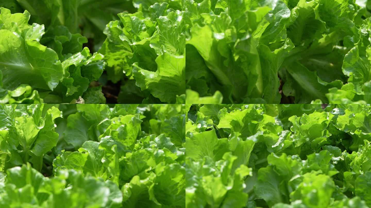 4K实拍广州阳光下一片翠绿的生菜茁壮成长