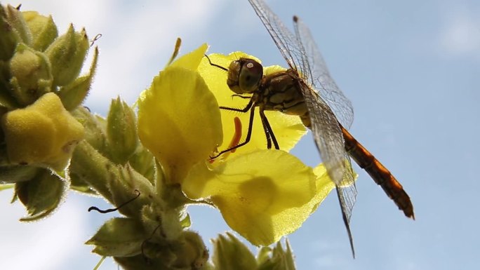 一只蜻蜓从一朵黄花上采集花蜜。
