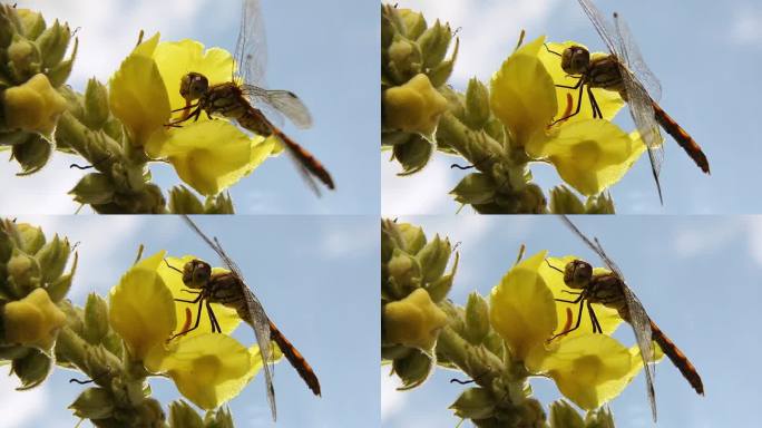 一只蜻蜓从一朵黄花上采集花蜜。