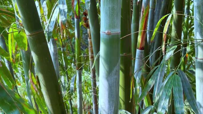 竹子生长在山间的梯田边
