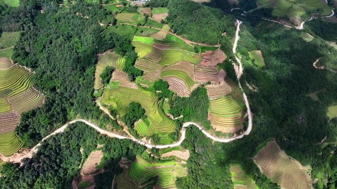 新能源车汽车驶过森林原野