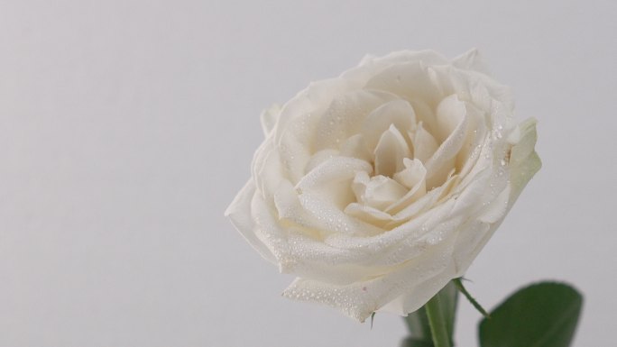 浪漫白玫瑰4k实拍