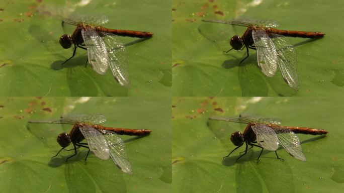 一只蜻蜓站在一片绿叶上，动着腿，摇着翅膀。