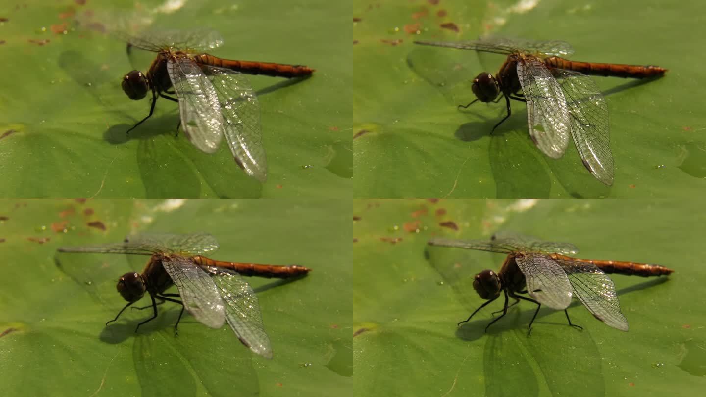 一只蜻蜓站在一片绿叶上，动着腿，摇着翅膀。