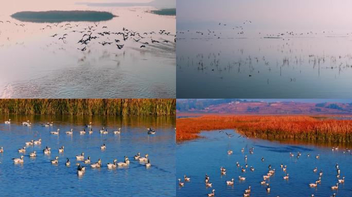 野鸭子起飞生态环境鸟类保护区草海