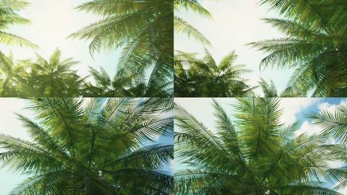 4k旋转视角阳光椰子树