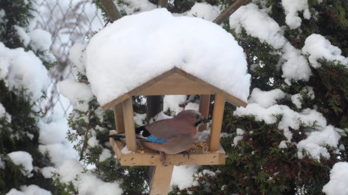 鸟在冬天吃喂食器里的食物。野生鸟在各种林区，森林公园和花园。冬天照顾鸟类。在冬天下雪的日子里，饥饿的