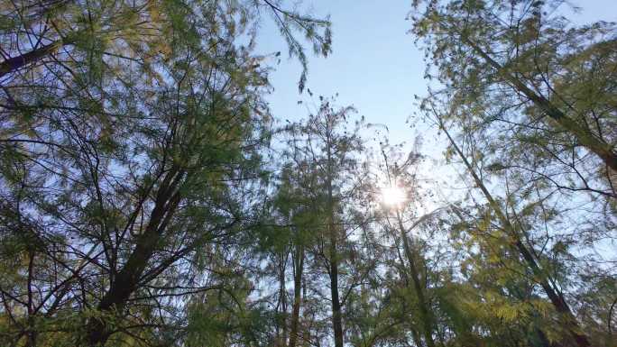 4K阳光透过树林仰拍树木旋转