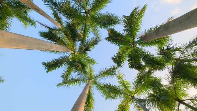 棕榈树仰拍仰视热带风情棕榈树大王椰子树