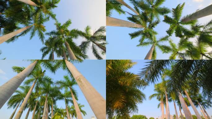 棕榈树仰拍仰视热带风情棕榈树大王椰子树