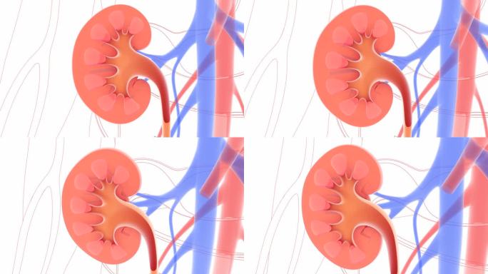 肾脏的三维解剖和线条动画。