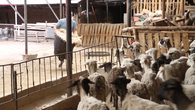 肉羊养殖户用玉米秸秆喂羊