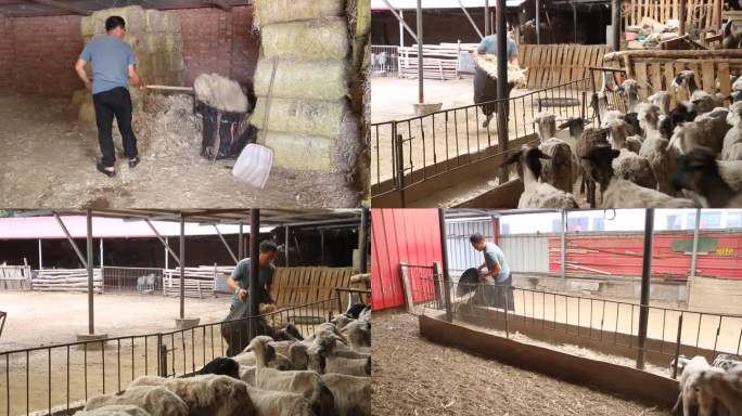 肉羊养殖户用玉米秸秆喂羊