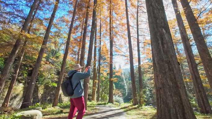 庐山植物园秋色 秋天枫树林 红色枫叶