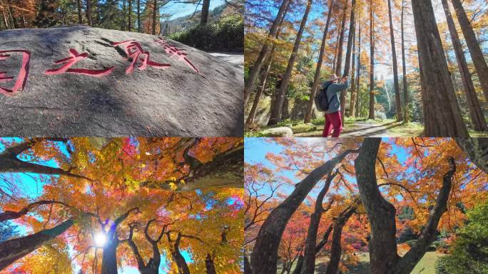 庐山植物园秋色 秋天枫树林 红色枫叶