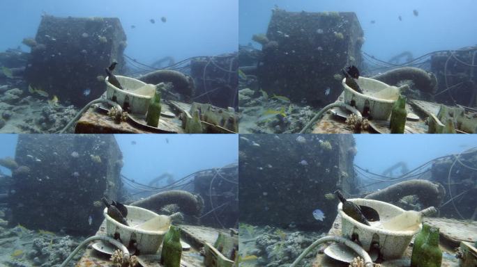 黑雀鲷近照和水下生锈的船残骸
