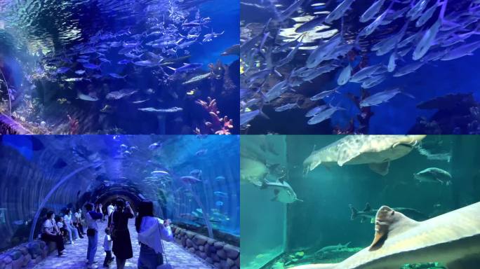 海洋馆 水族馆 欢乐世界 海底隧道