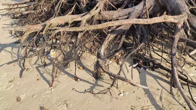 海边木根海边游人树根海边夏天打卡网红海滩