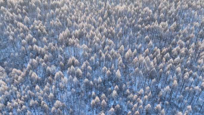 航拍大兴安岭阳光雪林