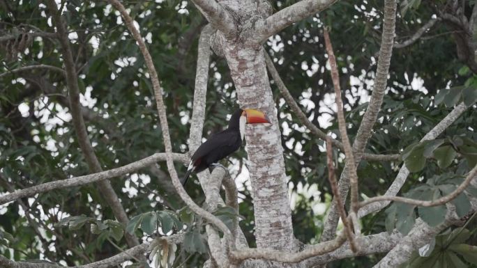 托科巨嘴鸟，Ramphastos Toco，在潘塔纳尔沼泽地区的一棵热门树上跳跃，靠近巴西的帕塔尼埃