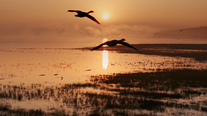 日出 黑颈鹤栖息地和野鸭子飞翔