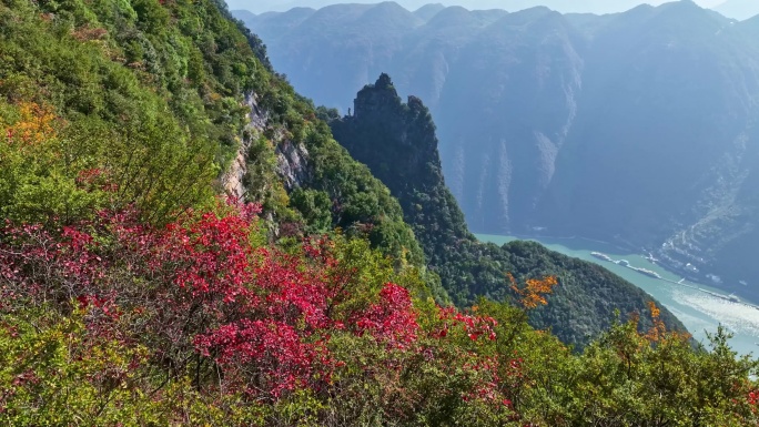 三峡红叶