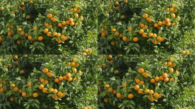 在一个阳光明媚的春日里，橘子园的树枝上挂满了成熟的橘子。橘子的果实在树上慢慢地摇摆。