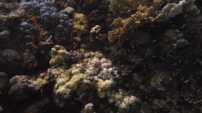 小鱼游近彩色硬珊瑚和软珊瑚在4k