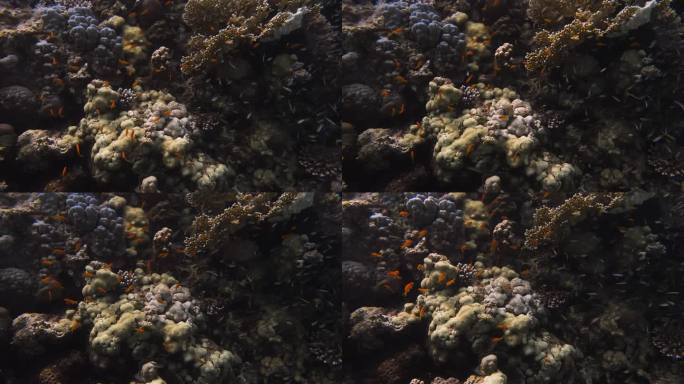 小鱼游近彩色硬珊瑚和软珊瑚在4k