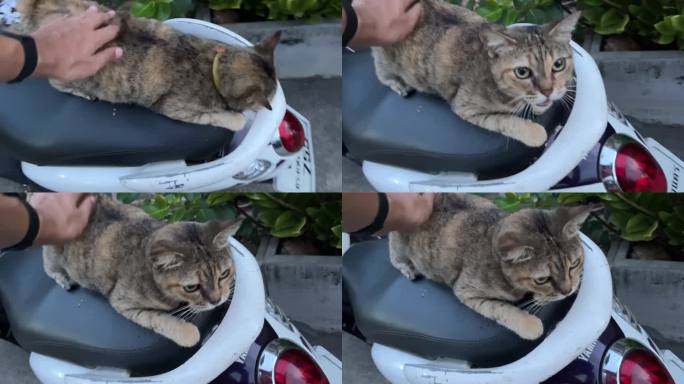 骑摩托车的玳瑁猫