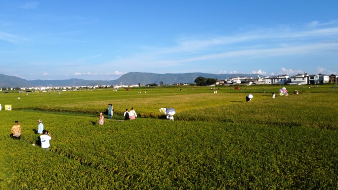 大理喜洲古镇风光稻田休闲航拍4k