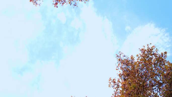 天空和秋天的树叶字幕通用