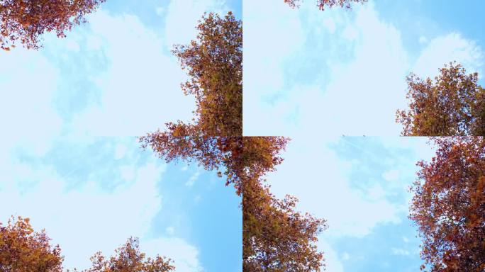 天空和秋天的树叶字幕通用