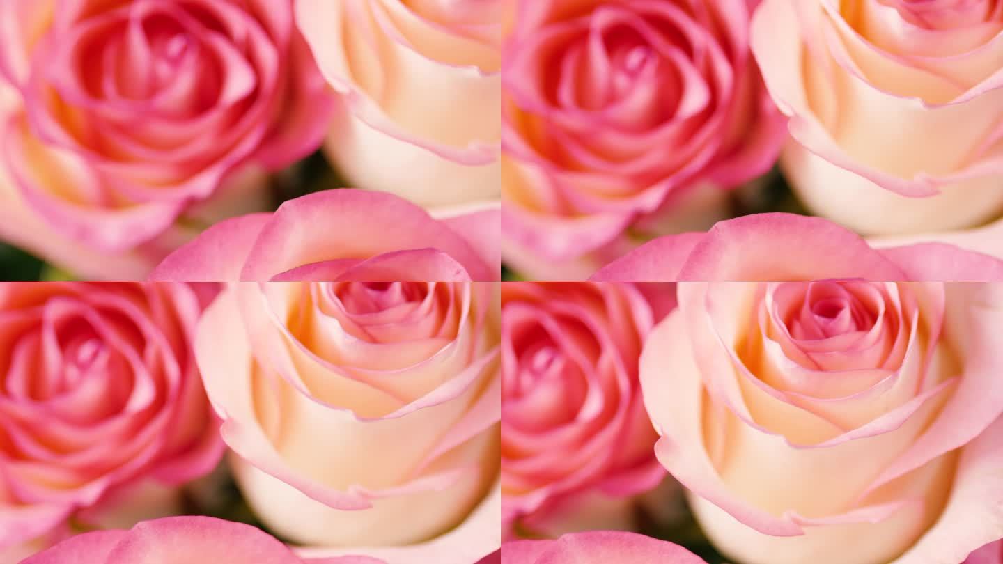 结婚周年快乐。一束淡粉色的玫瑰。礼物的概念。生日快乐，情人节快乐。